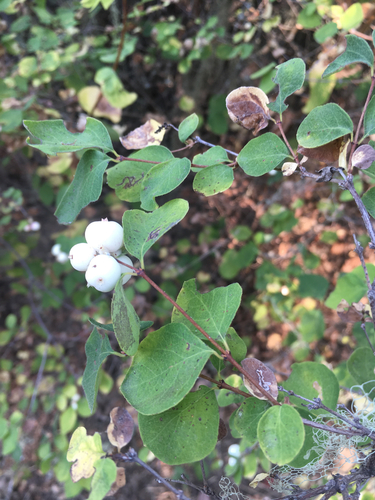 iNaturalist observation photo of Common Snowberry