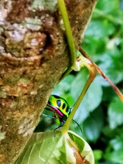 Chrysocoris
