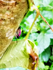 Chrysocoris