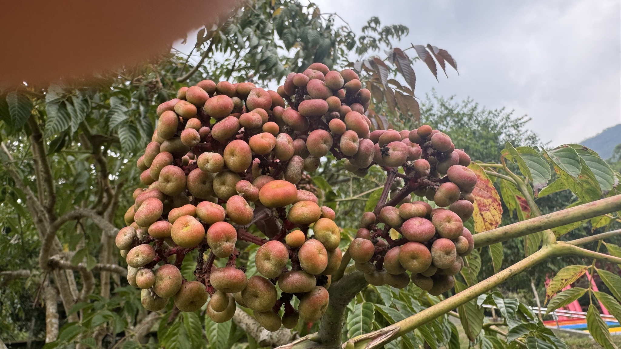 Imagem de Café-de-bugre