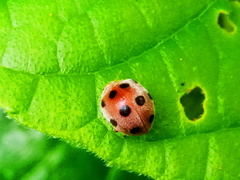 Coccinellidae