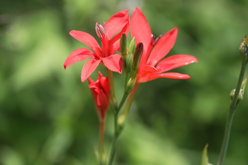Freesia grandiflora