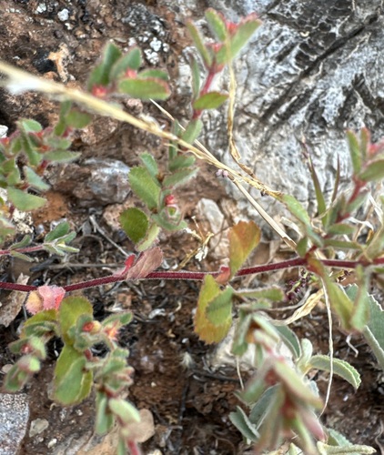 Euphorbia centralis