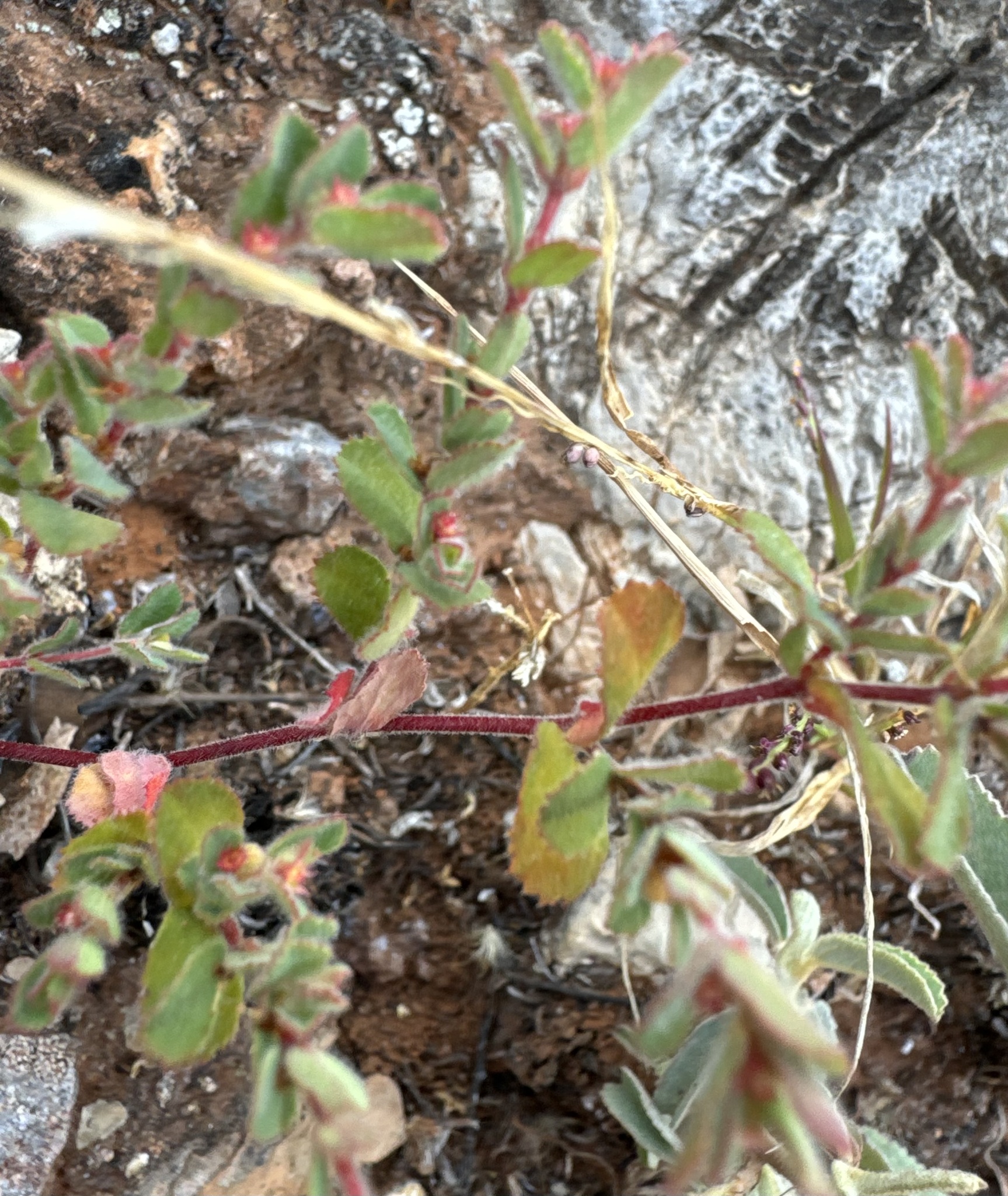 Euphorbia centralis