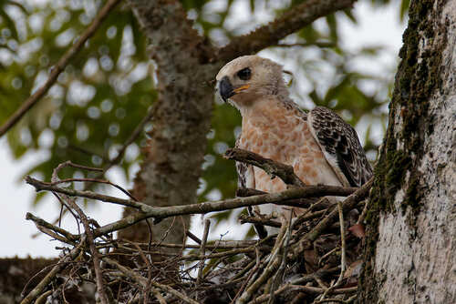 Crowned Eagle