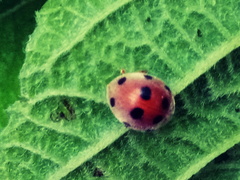 Coccinellidae