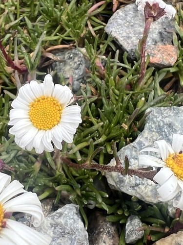 Brachyscome barkerae