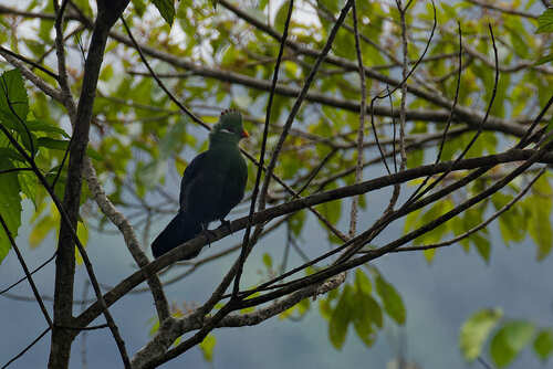 Yellow-billed Turaco