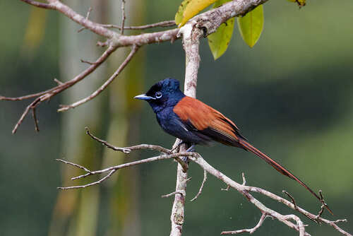 iNaturalist image