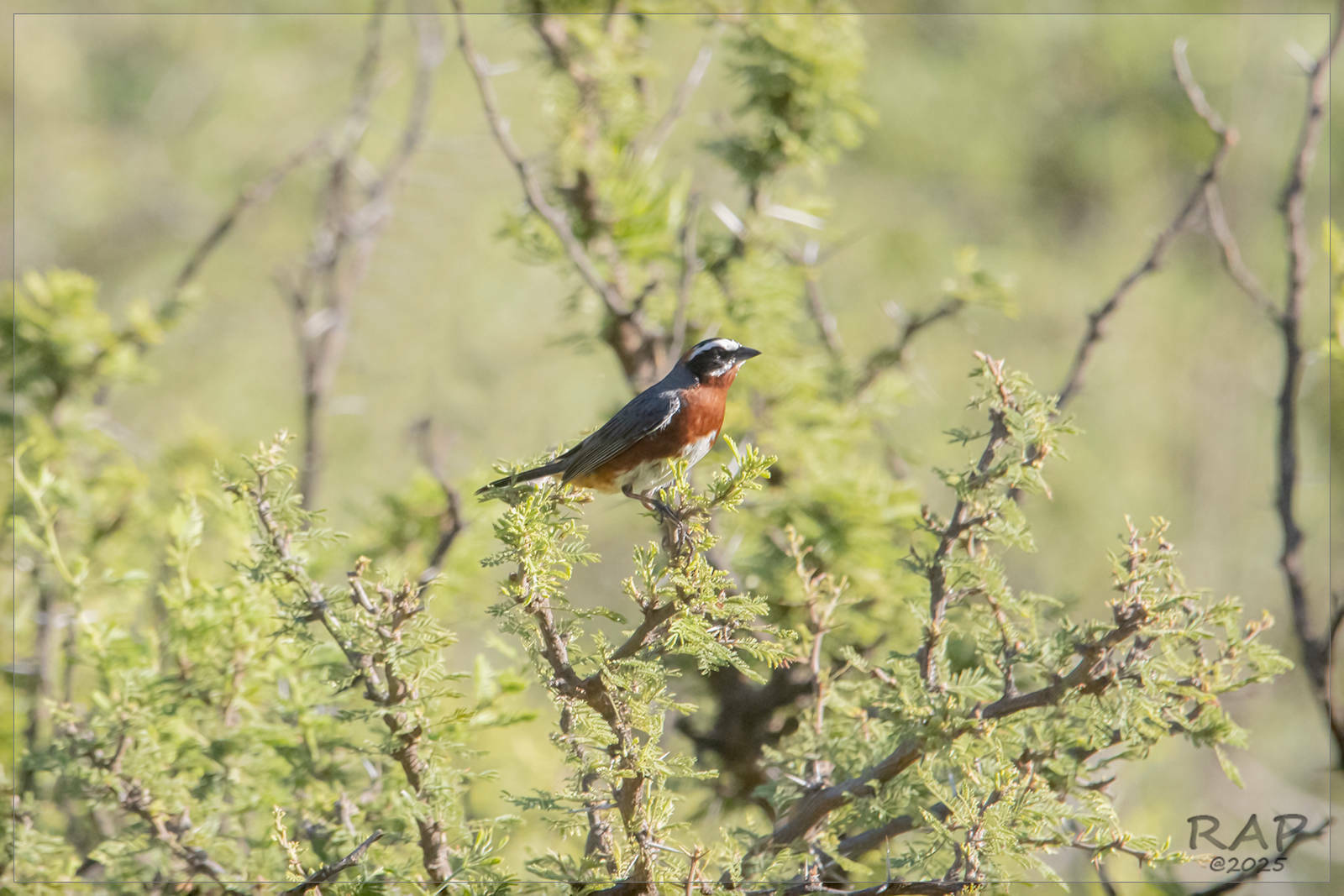 Black-and-chestnut Warbling Finch (Poospiza whitii), photo 3