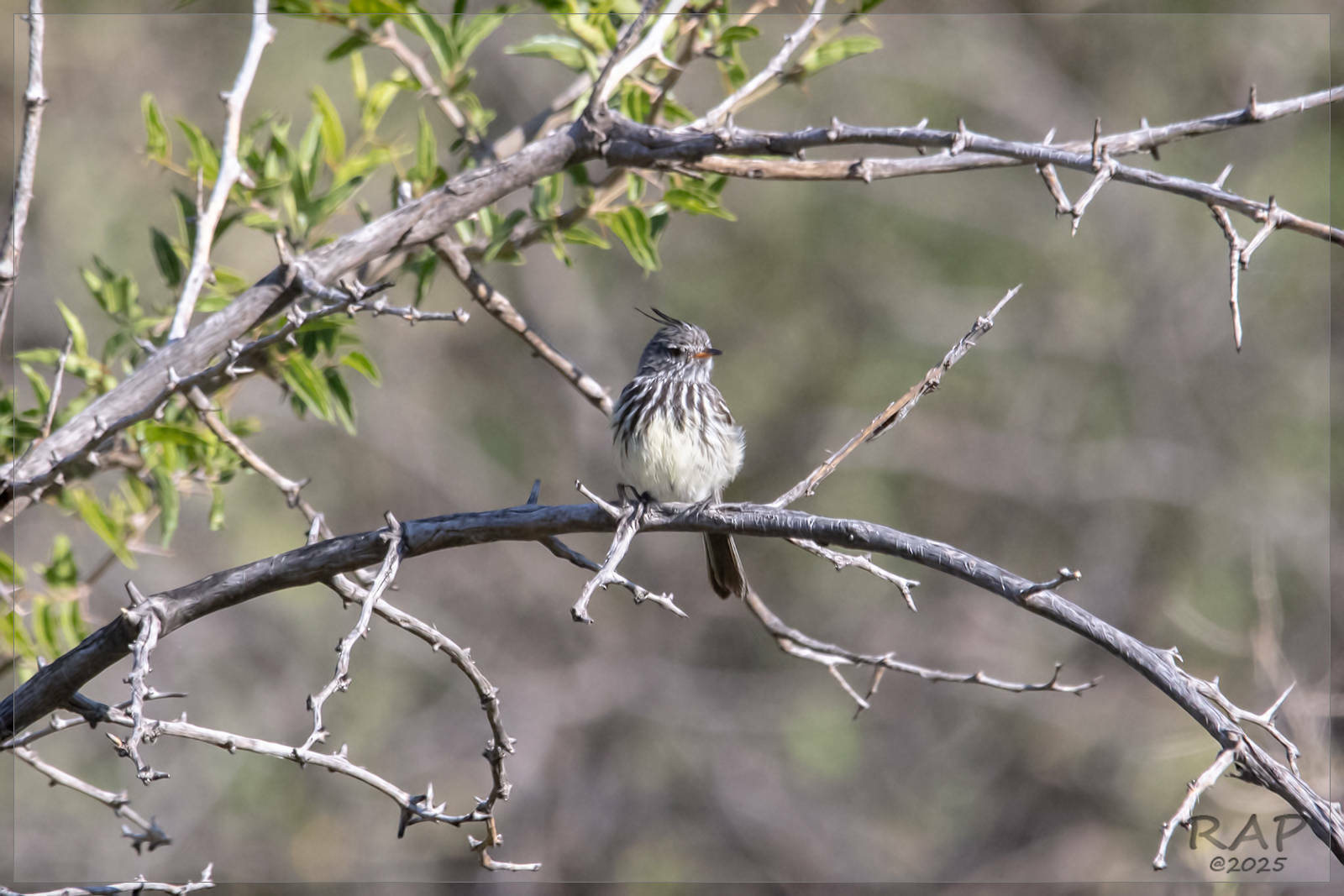 Yellow-billed Tit-Tyrant (Anairetes flavirostris), photo 4