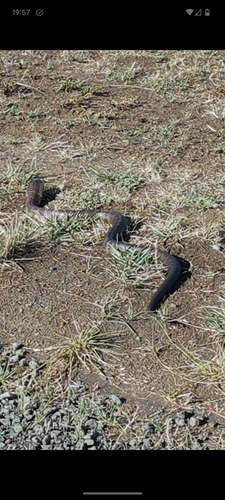 Eastern Tiger Snake sighting