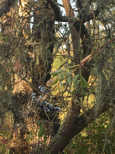 iNaturalist observation photo of blue elder