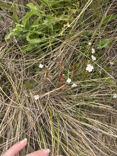 Epilobium chlorifolium (Epilobium chlorifolium)