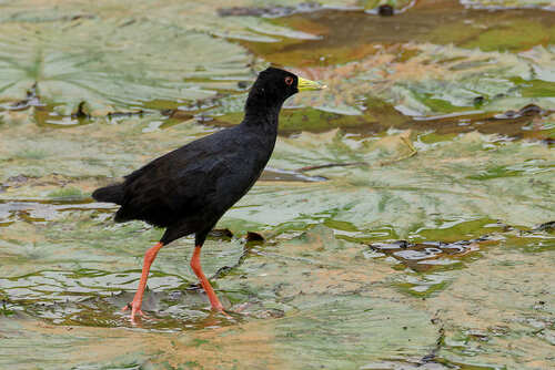 Black Crake
