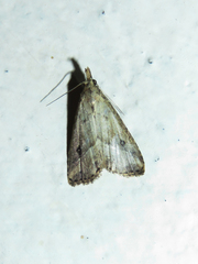 Hypenodinae
