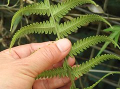 Christella parasitica