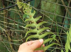 Christella parasitica
