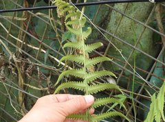 Christella parasitica