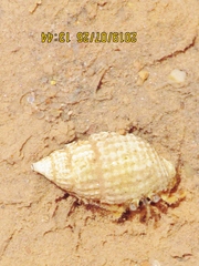 Pagurus longicarpus