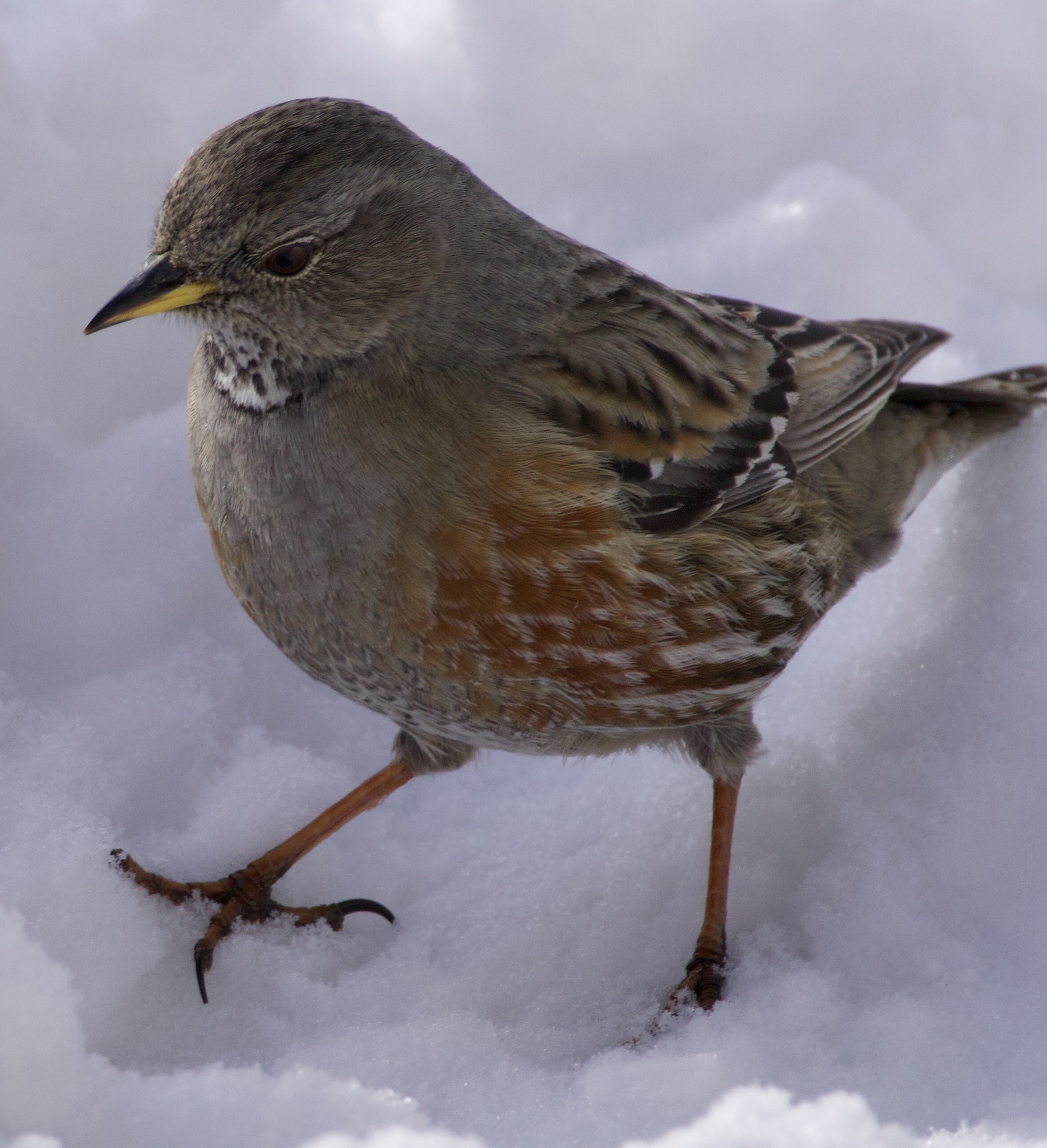 Alpine Accentor (Prunella collaris)