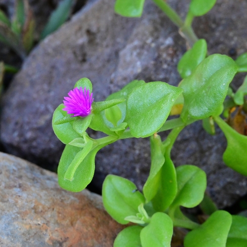 Foto de Aptenia ou Rosinha-de-sol