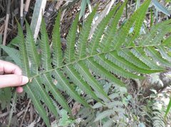 Sphaerostephanos heterocarpos