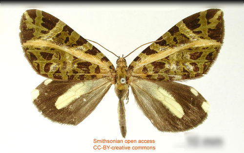 Priapodes longipalpata