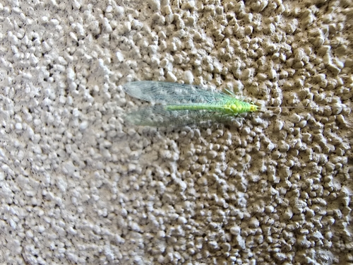 Apertochrysa edwardsi photo 4
