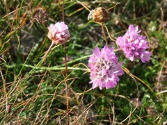 Armeria maritima elongata