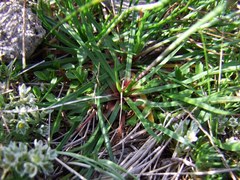Armeria maritima elongata