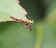 Pyroderces apparitella