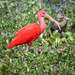Scarlet Ibis - Photo (c) Len Worthington, some rights reserved (CC BY-SA), uploaded by Leonard Worthington