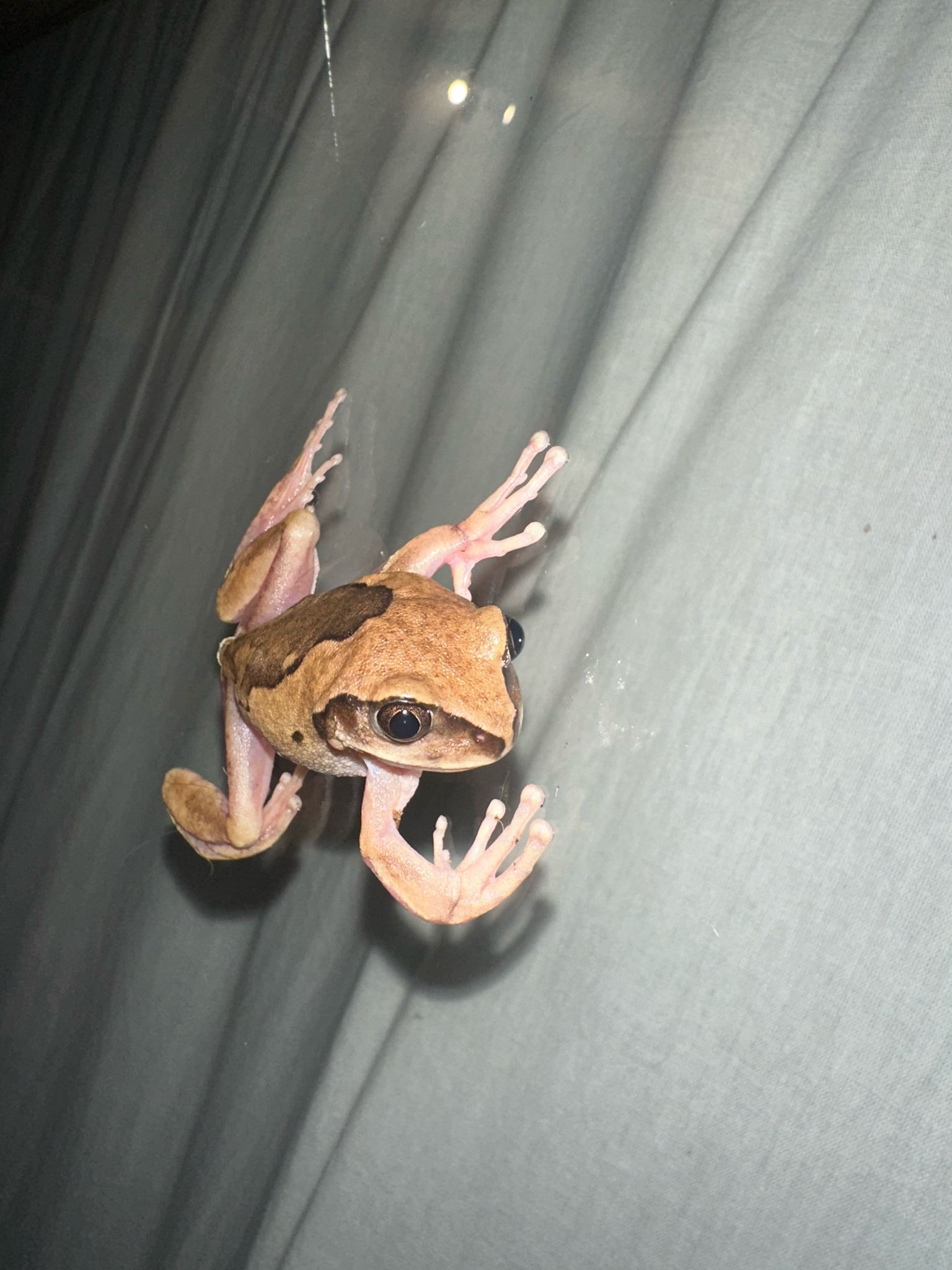 Leptopelis mossambicus Poynton, 1985