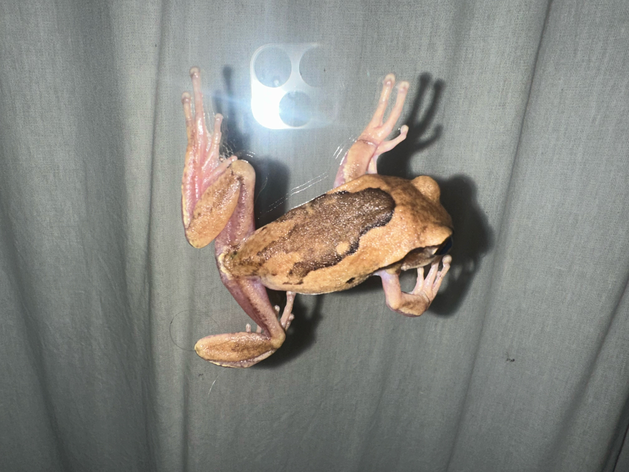 Leptopelis mossambicus Poynton, 1985