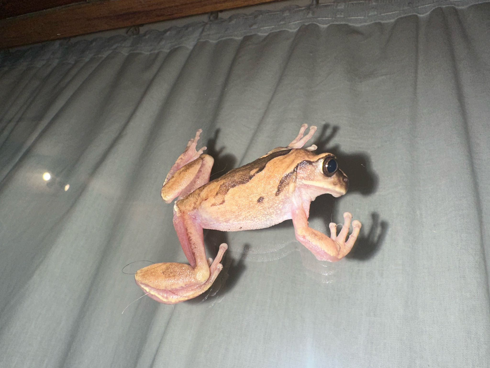 Leptopelis mossambicus Poynton, 1985