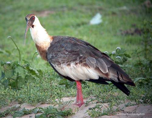 Buff-necked Ibis