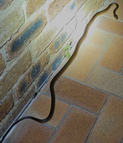 Brown Tree Snake sighting