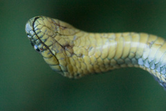 Thamnophis atratus