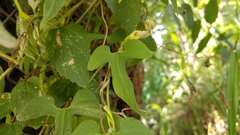 Aristolochia pentandra