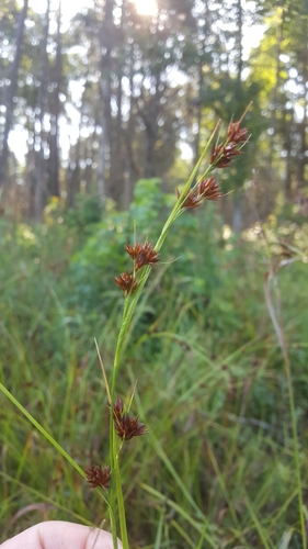 Rhynchospora glomerata