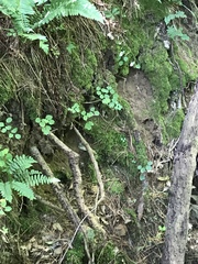 Thalictrum thalictroides