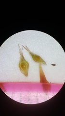 Rhynchospora glomerata glomerata