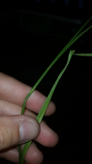 Rhynchospora glomerata glomerata