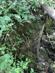 Thalictrum thalictroides