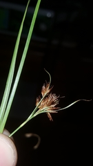 Rhynchospora glomerata glomerata