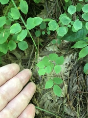 Thalictrum thalictroides