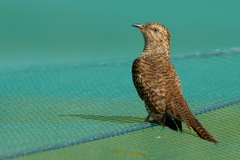 Plaintive Cuckoo photo 1