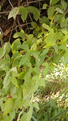 Aristolochia pentandra