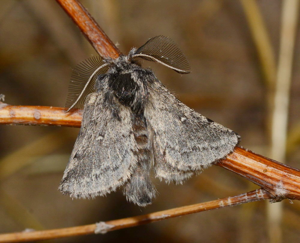 Zolotuhia